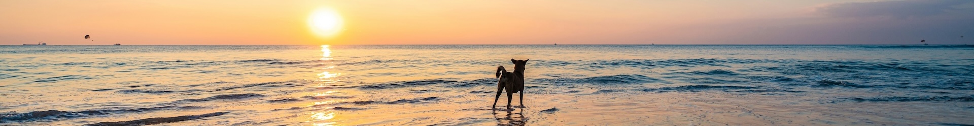 Plan the Perfect Pet-Friendly Folly Beach Vacation
