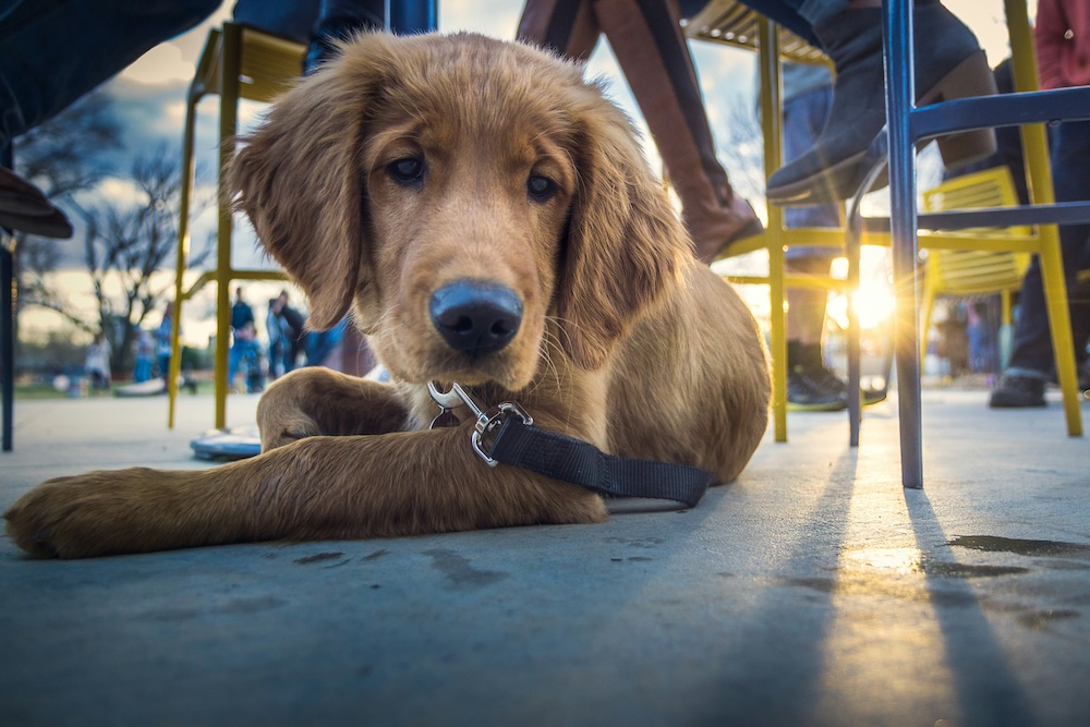 Dog under the table at pet-friendly restaurant