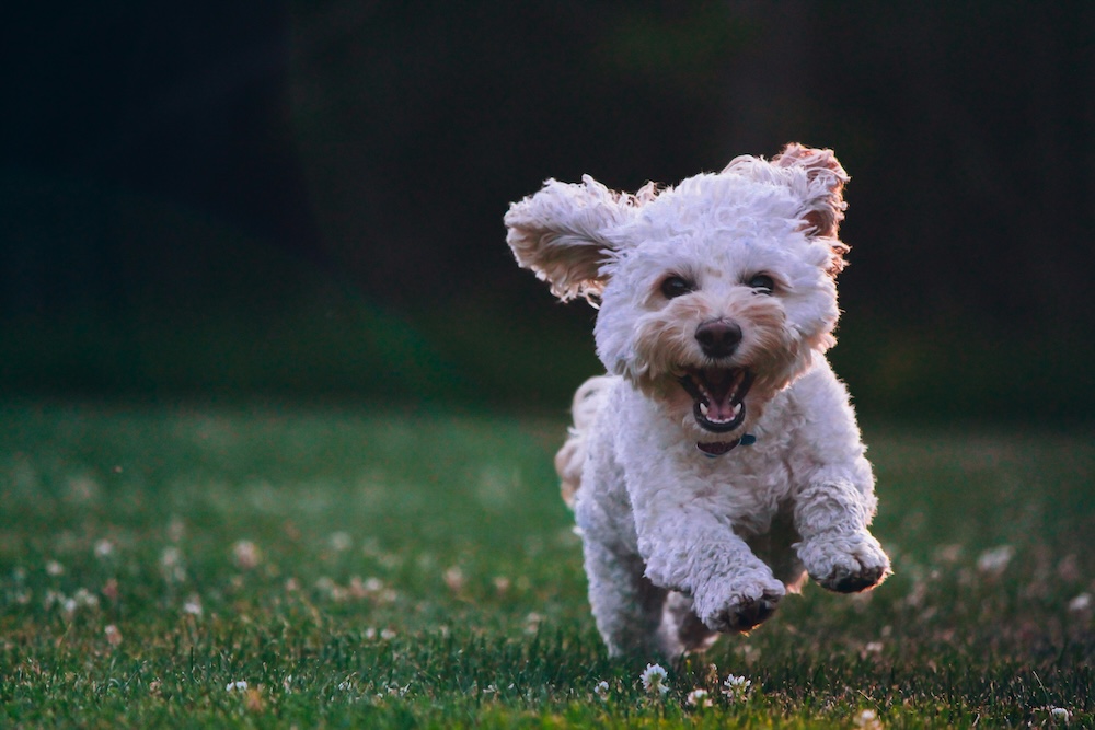 Dog running at the park